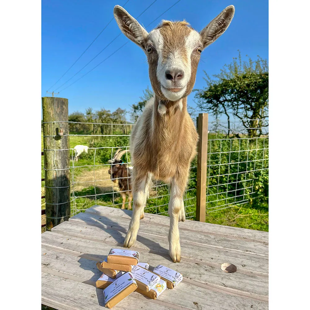 Scottish Goats Milk Soap - Honey Clementine 95g