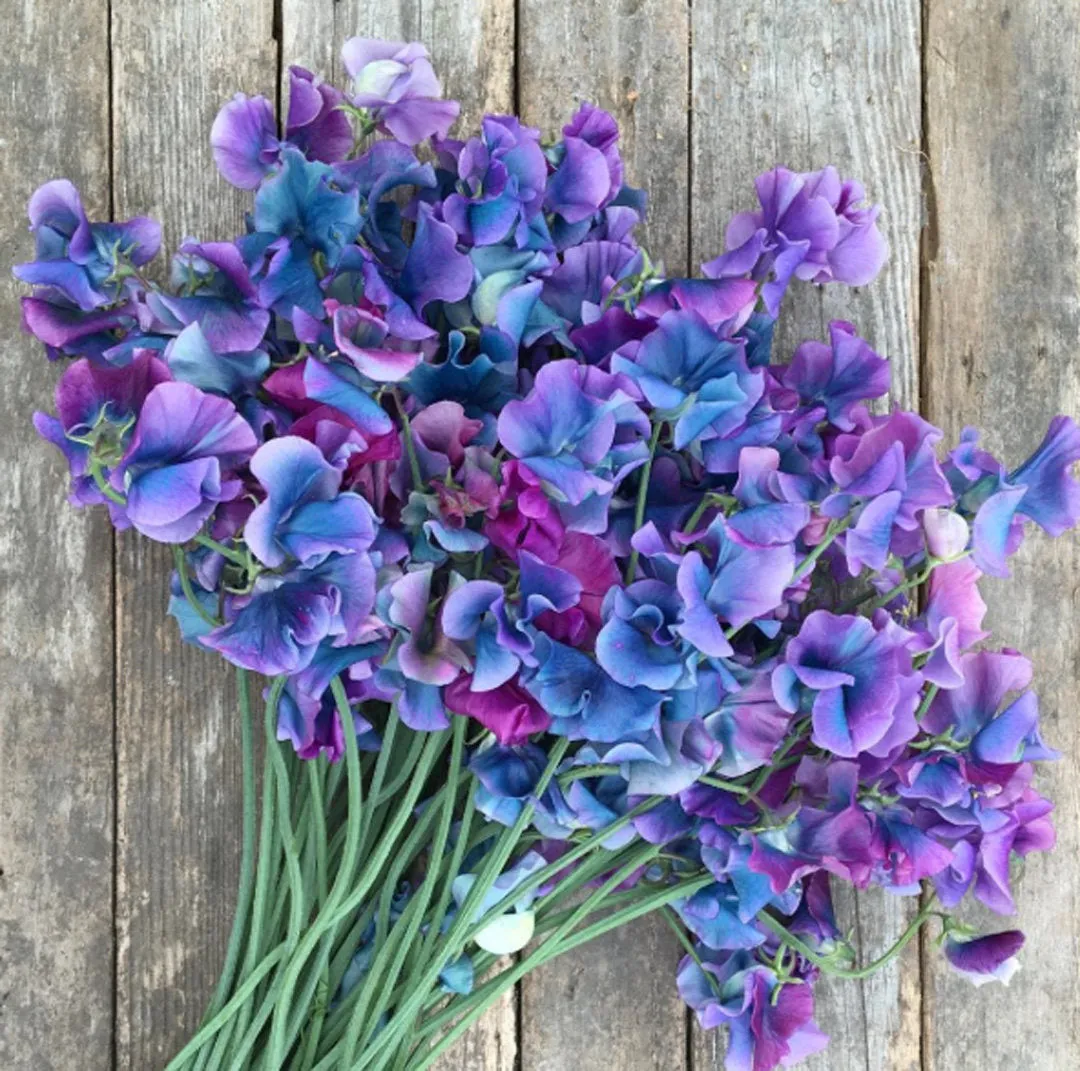 Sweet Pea by Wicked Good Perfume