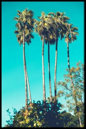 Tropical Dream